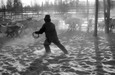 An Even tribe herder capturing reindeer along the eastern foot of the Verkhoyansk mountain range in Russia