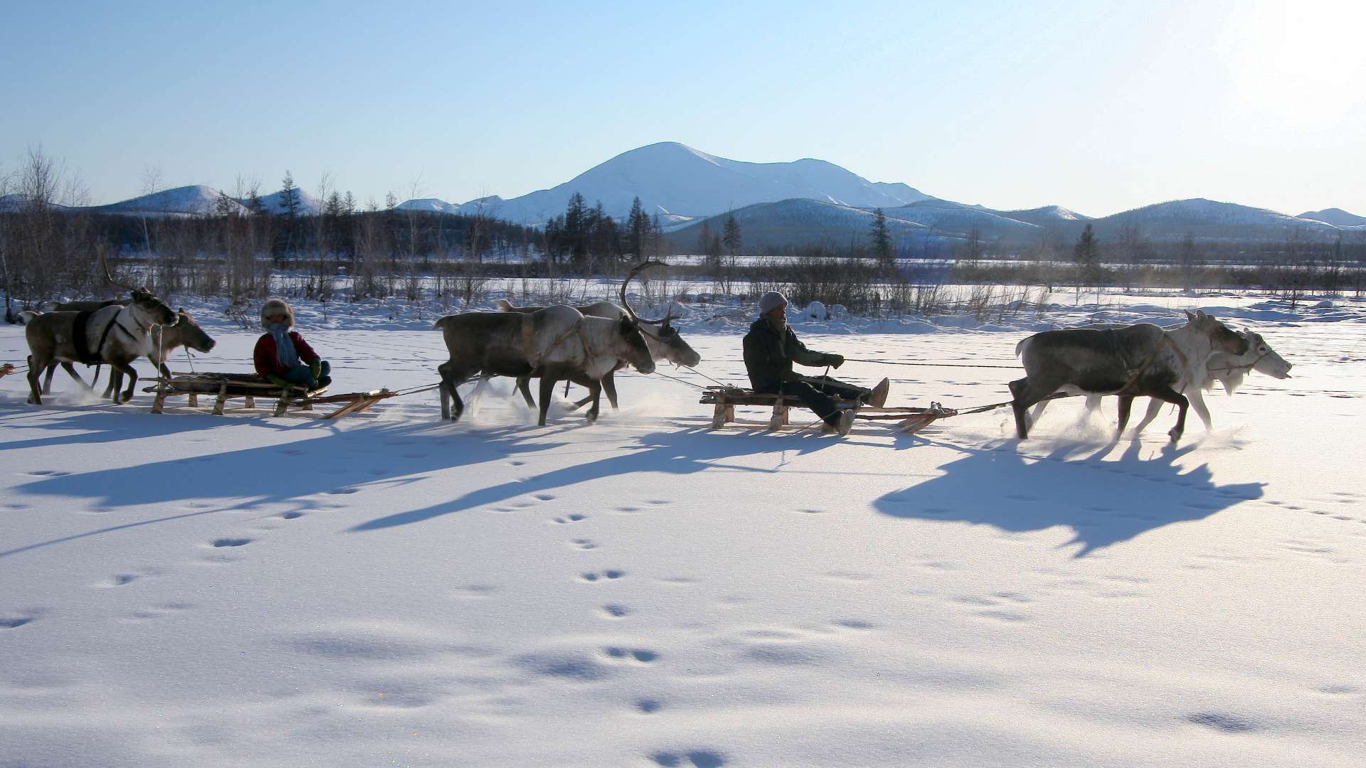 シベリアのトナカイ