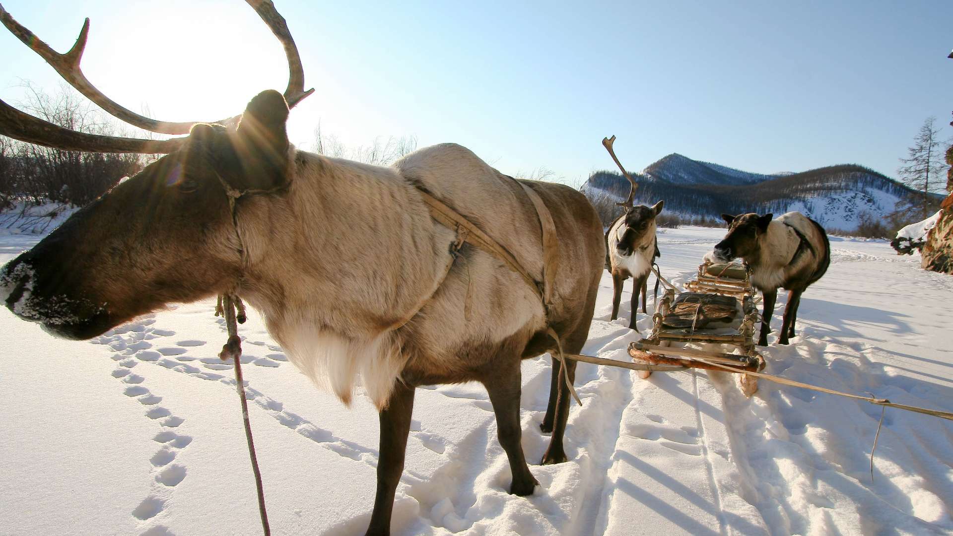 人類史からみえるロシア シベリアのトナカイ