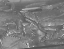 人類学 画像4