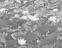 人類学 画像5