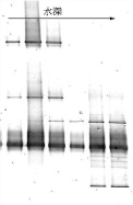 Analysis by water depth of the distribution of a simple community of acidophilic bacteria found in an acid lake. The lateral-striped bands correspond to different species of bacteria.